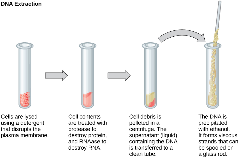 Reading Basic Techniques To Manipulate Genetic Material Biology Early Release 