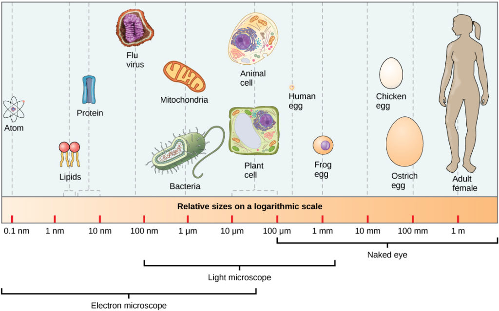 Prokaryotes And Eukaryotes Biology For Majors I