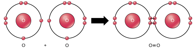  Two oxygen atoms are shown side-by-side. Each has six valence electrons, two that are paired and two that are unpaired. An arrow indicates that a reaction takes place. After the reaction, the four unpaired electrons join to form a double bond. This double bond can also be depicted by an equal sign between two Os.