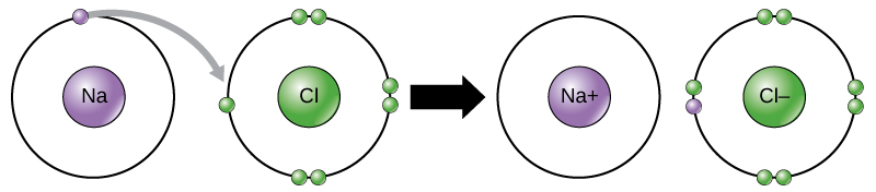 A sodium and a chlorine atom sit side by side. The sodium atom has one valence electron, and the chlorine atom has seven. Six of chlorine's electrons form pairs at the top, bottom and right sides of the valence shell. The seventh electron sits alone on the left side. The sodium atom transfers its valence electron to chlorine's valence shell, where it pairs with the unpaired left electron. An arrow indicates a reaction takes place. After the reaction takes place, the sodium becomes a cation with a charge of plus one and an empty valence shell, while the chlorine becomes an anion with a charge of minus one and a full valence shell containing eight electrons.