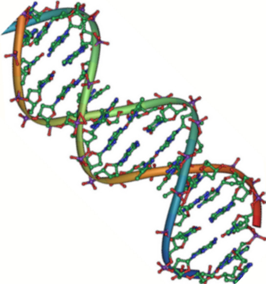 DNA の分子構造を示します。 DNAは2本の逆平行な鎖が二重らせん状にねじれています。 外側にはリン酸骨格があり、内側では窒素塩基が向かい合っています