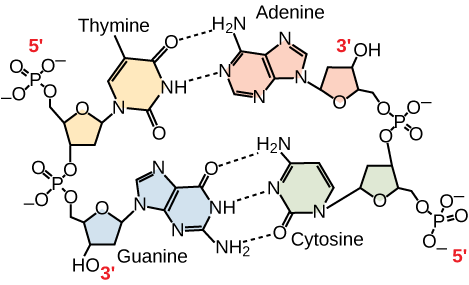 Structure Of Nucleic Acids Biology For Majors I