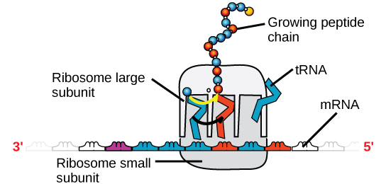 Viene mostrata un'illustrazione di un ribosoma. l'mRNA si trova tra le subunità grande e piccola. le molecole di tRNA legano il ribosoma e aggiungono amminoacidi alla catena peptidica in crescita.