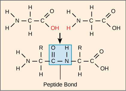 Amino Acids | Biology for Majors I