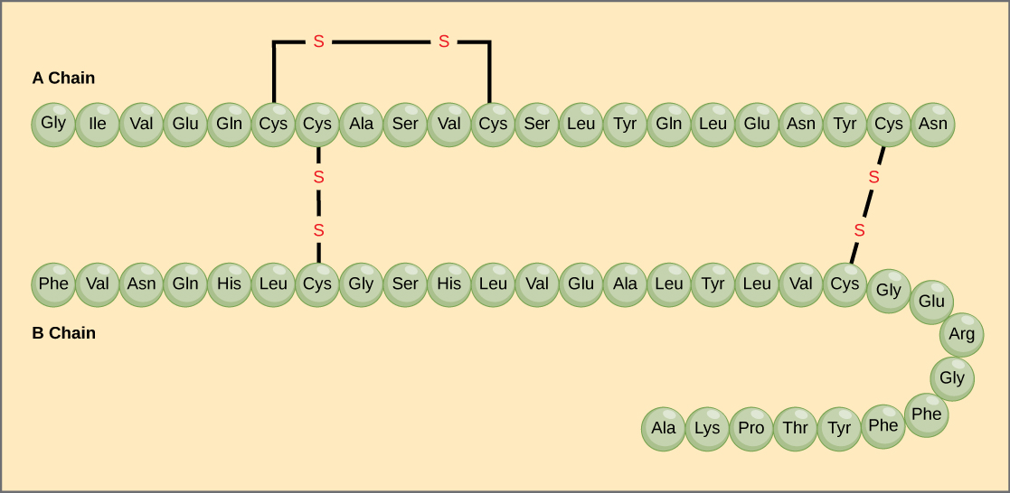 amino acid sequence