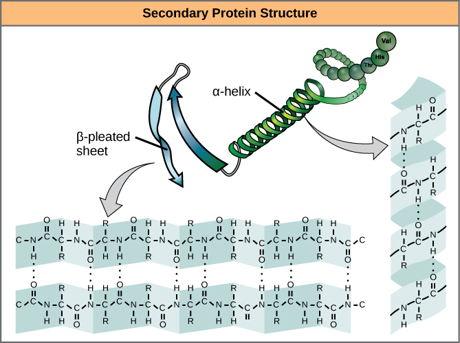 polypeptide backbone