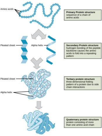 Reading: Protein Structure | Biology (Early Release)