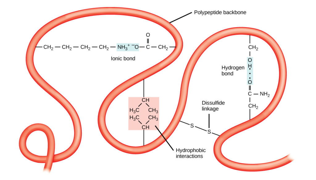 Proteins Biology for Majors I