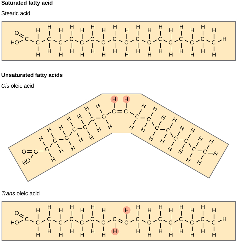 Lipids Biology For Majors I