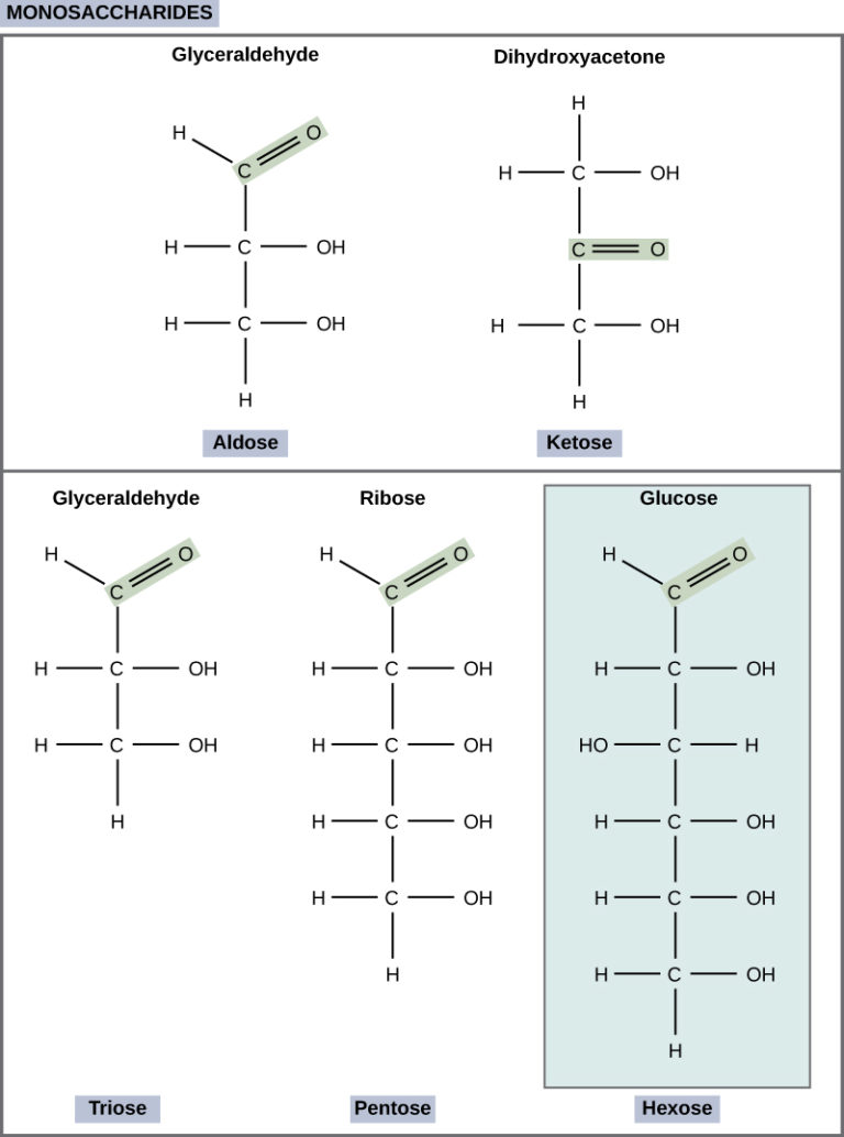 Structure and Function of Carbohydrates Biology for NonMajors I