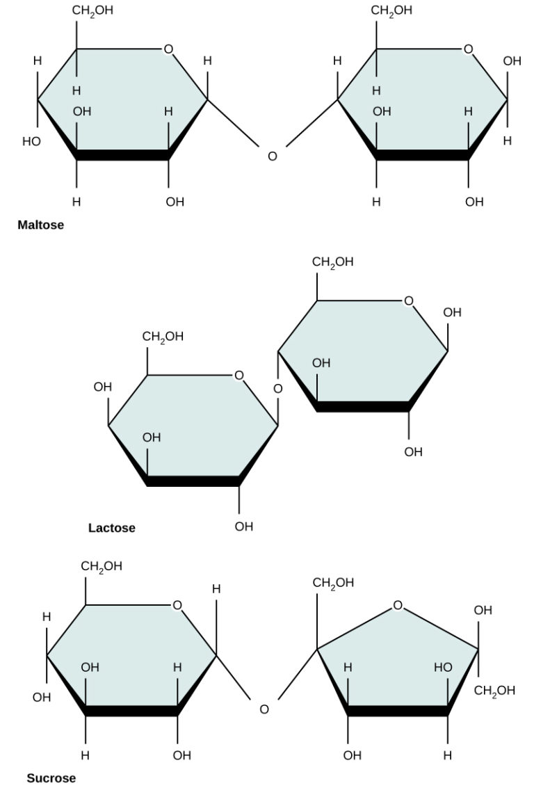 Structure and Function of Carbohydrates Biology for Majors I