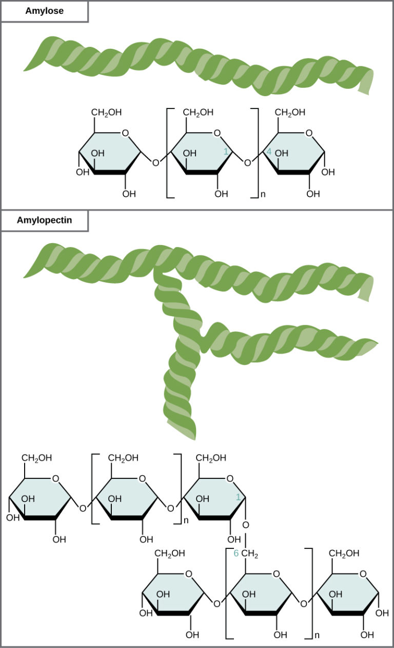 Structure and Function of Carbohydrates Biology for Majors I