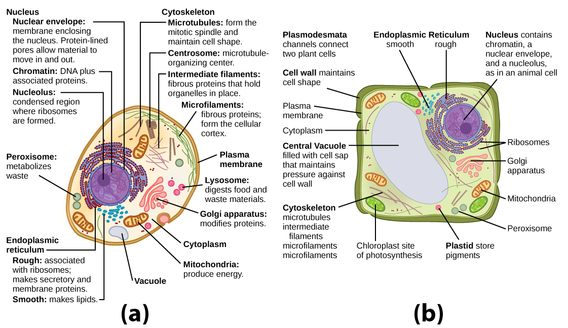 Reading The Cell Wall Biology Early Release 