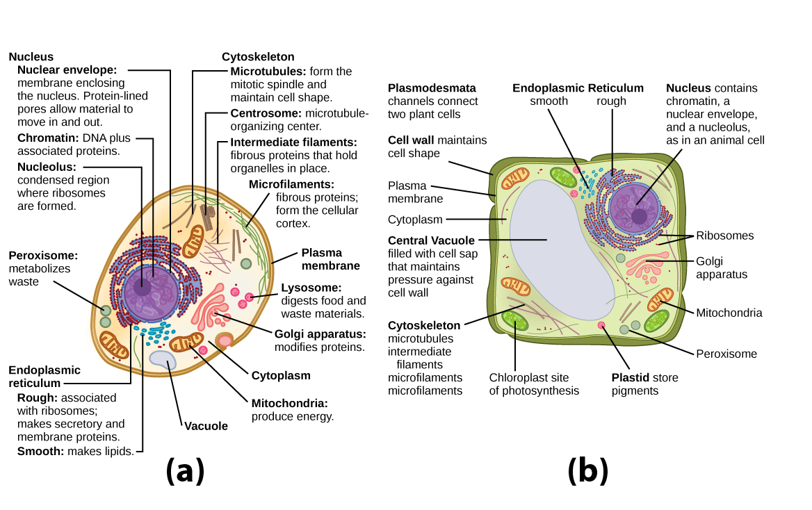 Part a: This illustration shows a typical eukaryotic animal cell, which is egg shaped. The fluid inside the cell is called the cytoplasm, and the cell is surrounded by a cell membrane. The nucleus takes up about one-half the width of the cell. Inside the nucleus is the chromatin, which is composed of DNA and associated proteins. A region of the chromatin is condensed into the nucleolus, a structure where ribosomes are synthesized. The nucleus is encased in a nuclear envelope, which is perforated by protein-lined pores that allow entry of material into the nucleus. The nucleus is surrounded by the rough and smooth endoplasmic reticulum, or ER. The smooth ER is the site of lipid synthesis. The rough ER has embedded ribosomes that give it a bumpy appearance. It synthesizes membrane and secretory proteins. In addition to the ER, many other organelles float inside the cytoplasm. These include the Golgi apparatus, which modifies proteins and lipids synthesized in the ER. The Golgi apparatus is made of layers of flat membranes. Mitochondria, which produce food for the cell, have an outer membrane and a highly folded inner membrane. Other, smaller organelles include peroxisomes that metabolize waste, lysosomes that digest food, and vacuoles. Ribosomes, responsible for protein synthesis, also float freely in the cytoplasm and are depicted as small dots. The last cellular component shown is the cytoskeleton, which has four different types of components: microfilaments, intermediate filaments, microtubules, and centrosomes. Microfilaments are fibrous proteins that line the cell membrane and make up the cellular cortex. Intermediate filaments are fibrous proteins that hold organelles in place. Microtubules form the mitotic spindle and maintain cell shape. Centrosomes are made of two tubular structures at right angles to one another. They form the microtubule-organizing center. Part b: This illustration depicts a typical eukaryotic plant cell. The nucleus of a plant cell contains chromatin and a nucleolus, the same as an animal cell. Other structures that the plant cell has in common with the animal cell include rough and smooth endoplasmic reticulum, the Golgi apparatus, mitochondria, peroxisomes, and ribosomes. The fluid inside the plant cell is called the cytoplasm, just as it is in an animal cell. The plant cell has three of the four cytoskeletal components found in animal cells: microtubules, intermediate filaments, and microfilaments. Plant cells do not have centrosomes. Plant cells have four structures not found in animals cells: chloroplasts, plastids, a central vacuole, and a cell wall. Chloroplasts are responsible for photosynthesis; they have an outer membrane, an inner membrane, and stack of membranes inside the inner membrane. The central vacuole is a very large, fluid-filled structure that maintains pressure against the cell wall. Plastids store pigments. The cell wall is outside the cell membrane.