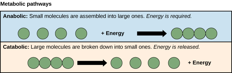 catabolic processes