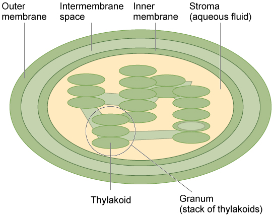 grana plant cell