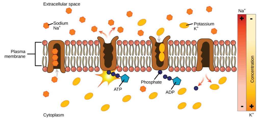 Active transport biology for non majors i