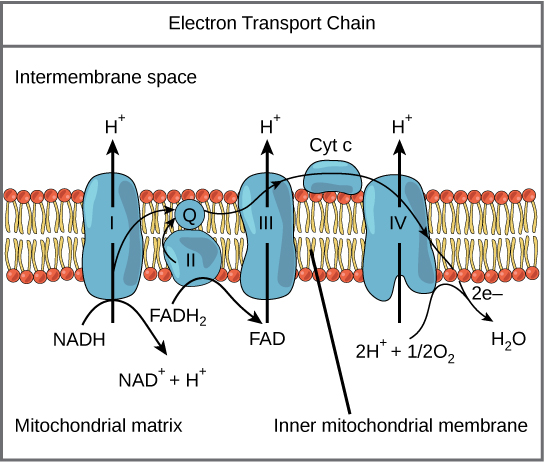 electron transport chain