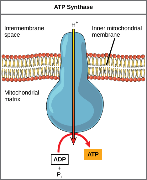 Ilustrasi ini menunjukkan enzim ATP synthase yang tertanam dalam membran mitokondria bagian dalam.  ATP synthase memungkinkan proton untuk bergerak dari area konsentrasi tinggi di ruang antarmembran ke area konsentrasi rendah dalam matriks mitokondria.  Energi yang berasal dari proses eksergonik ini digunakan untuk mensintesis ATP dari ADP dan fosfat anorganik.