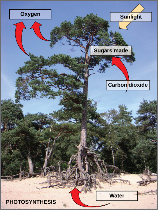 Reading Introduction To Photosynthesis Biology Early Release