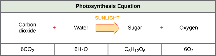 Introduction to Photosynthesis