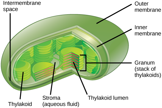 thylakoid definition