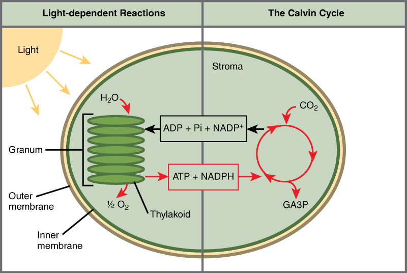 location of chloroplast in a cell