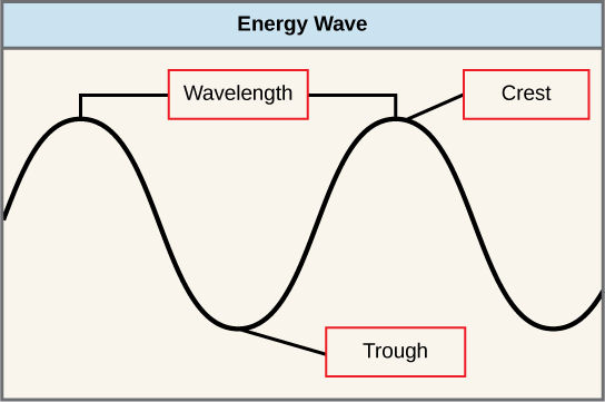 Wavelengths of light and photosynthetic pigments (article)