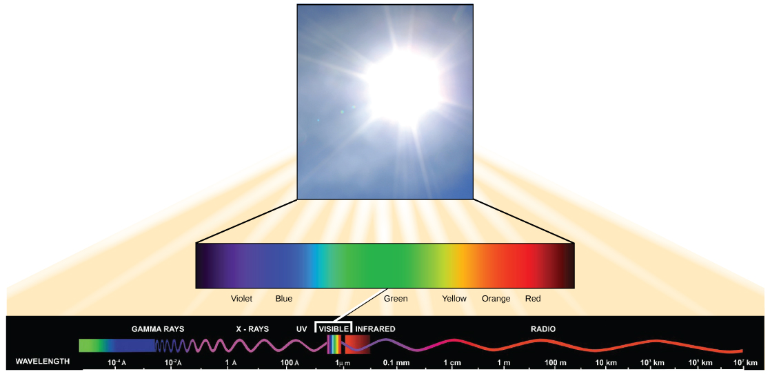 Wavelengths of light and photosynthetic pigments (article)