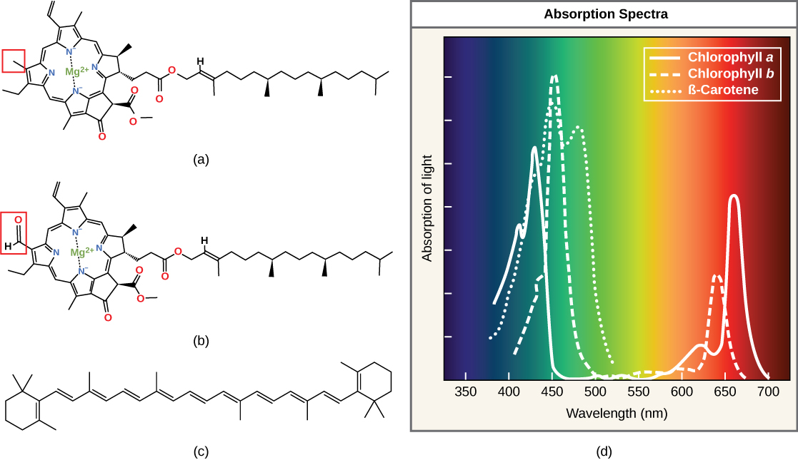 Spectrums of Light  Biology for Majors I