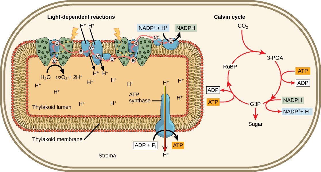 Light Independent Reactions Biology For Majors I   Figure 08 03 01f 