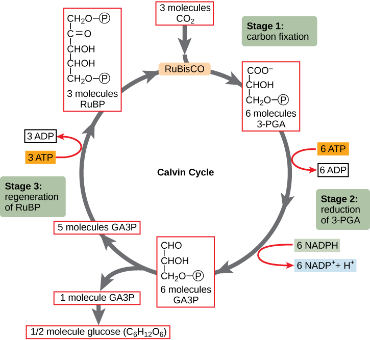 stages of carbon cycle