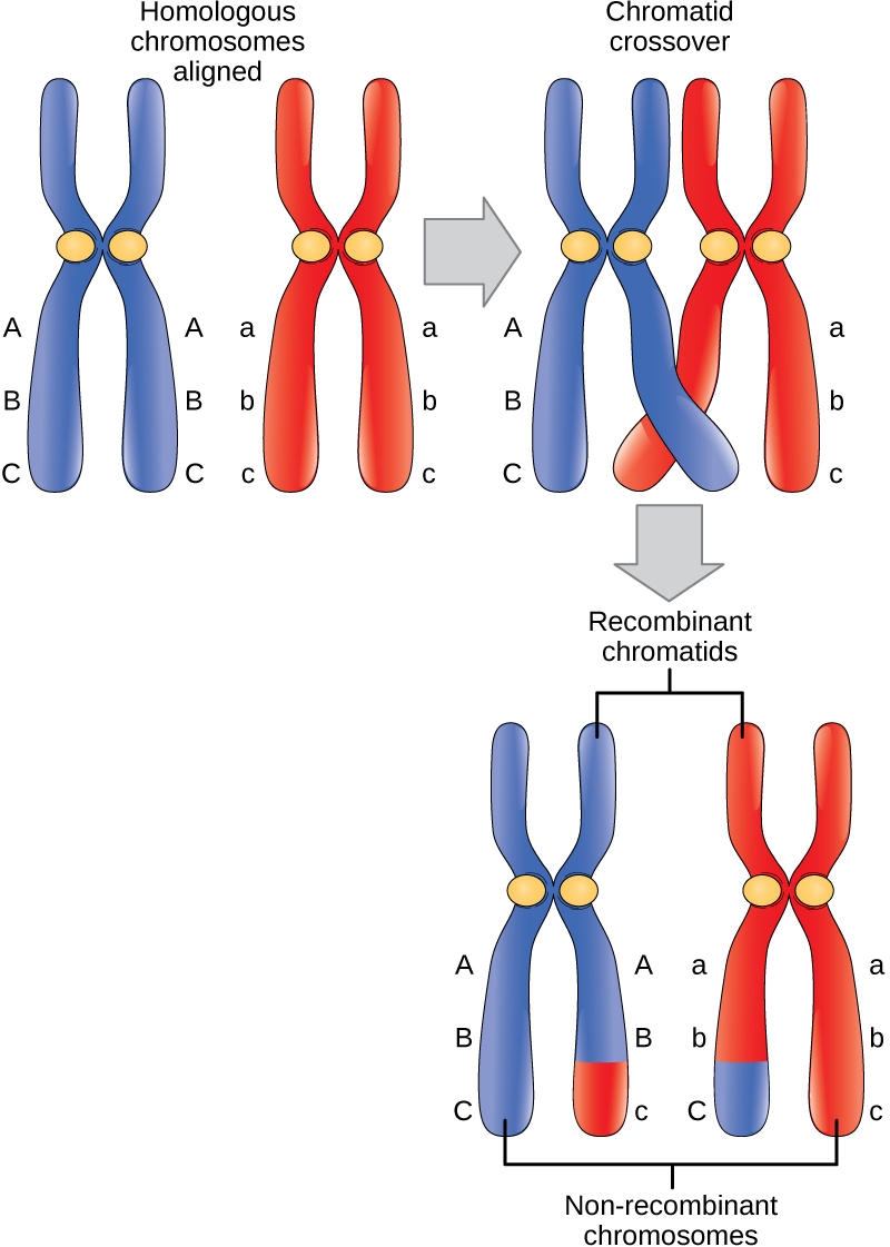 Meiosis I Biology For Majors I
