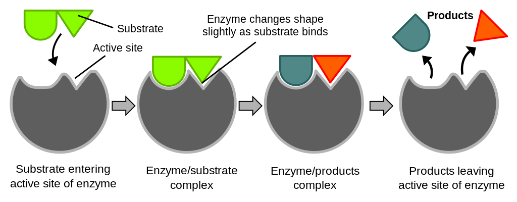 unlabeled enzyme graph