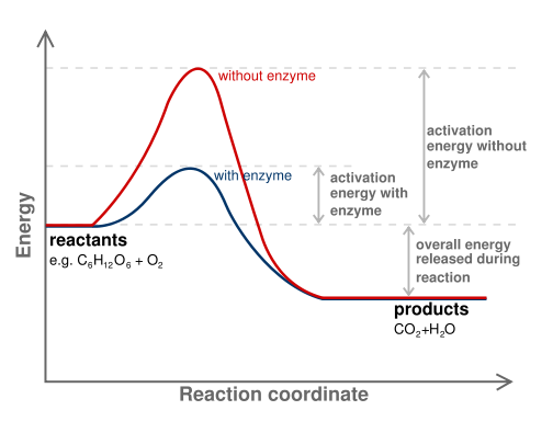 blank activation energy graph