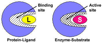 binding site vs active site