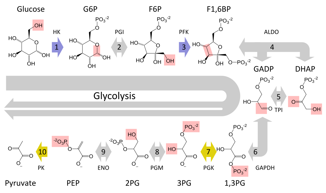 The metabolic pathway of glycolysis converts glucose to pyruvate by via a series of intermediate metabolites. Each chemical modification (red box) is performed by a different enzyme. Steps 1 and 3 consume ATP (blue) and steps 7 and 10 produce ATP (yellow). Since steps 6-10 occur twice per glucose molecule, this leads to a net production of energy.