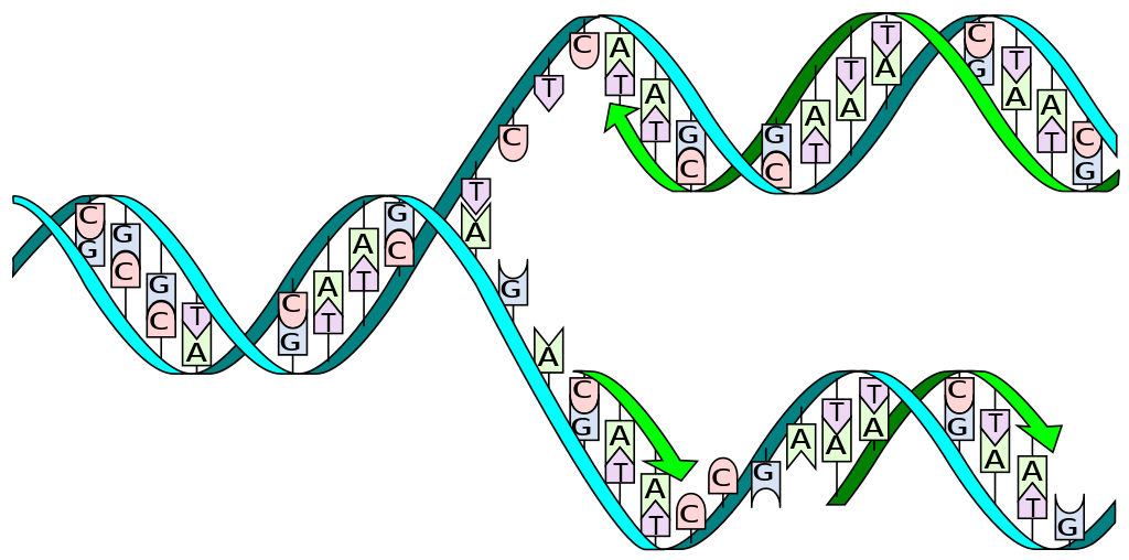 DNA Base Pairs and Replication Biology for Majors I