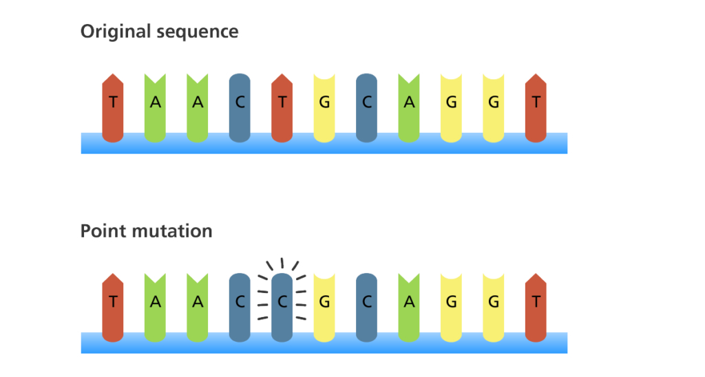 Mutation Meiosis And Other Factors Affecting Genetic Variability Mutation Meiosis And Other Factors Affecting Genetic Variability