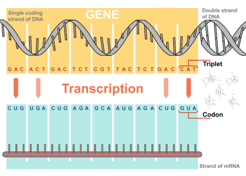 real rna strand