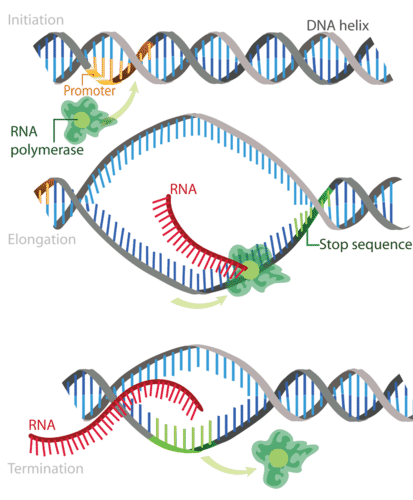 Steps of transcription: initiation, elongation, termination