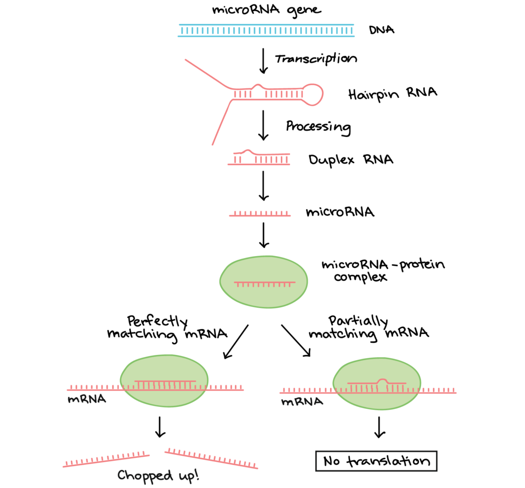 Where does post transcriptional modification occur ideas