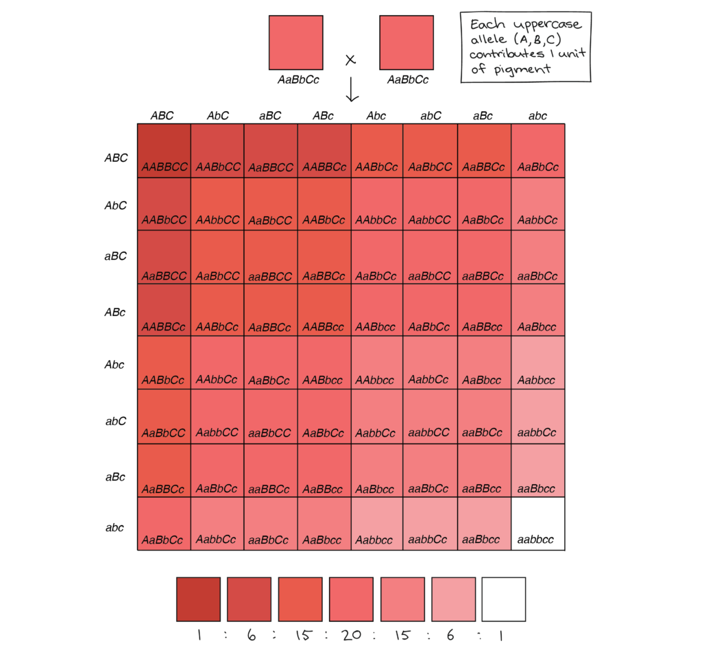 polygenic traits examples in animals