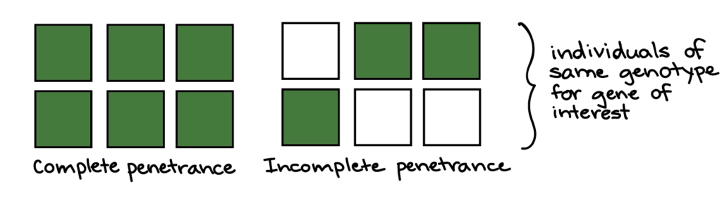 Polydactyly Pedigree Chart