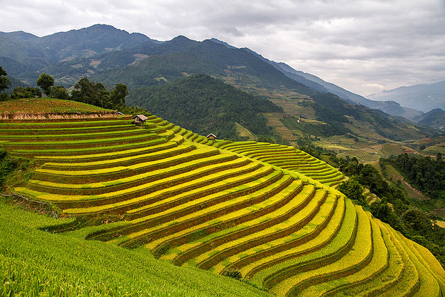 terraced hillside of rice paddies