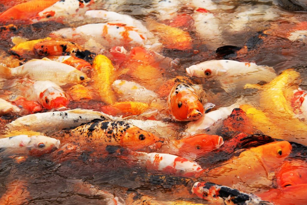 Dense koi fish population in water