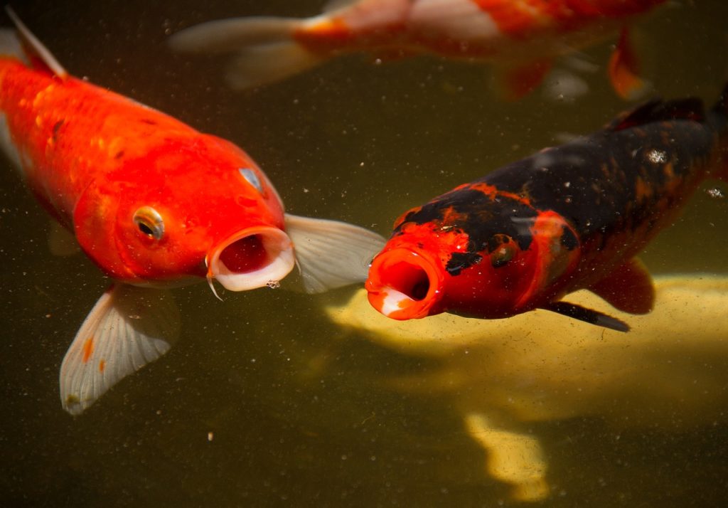 Two orange koi at the top of a pond, mouths open. Others are swimming beneath them.