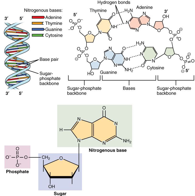 Chapter 5. Biological Macromolecules Biology for Majors (openstax import)