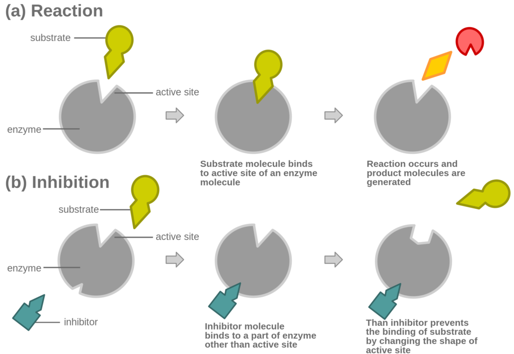 Chapter 8. Energetics, Enzymes and Metabolism Biology for Majors