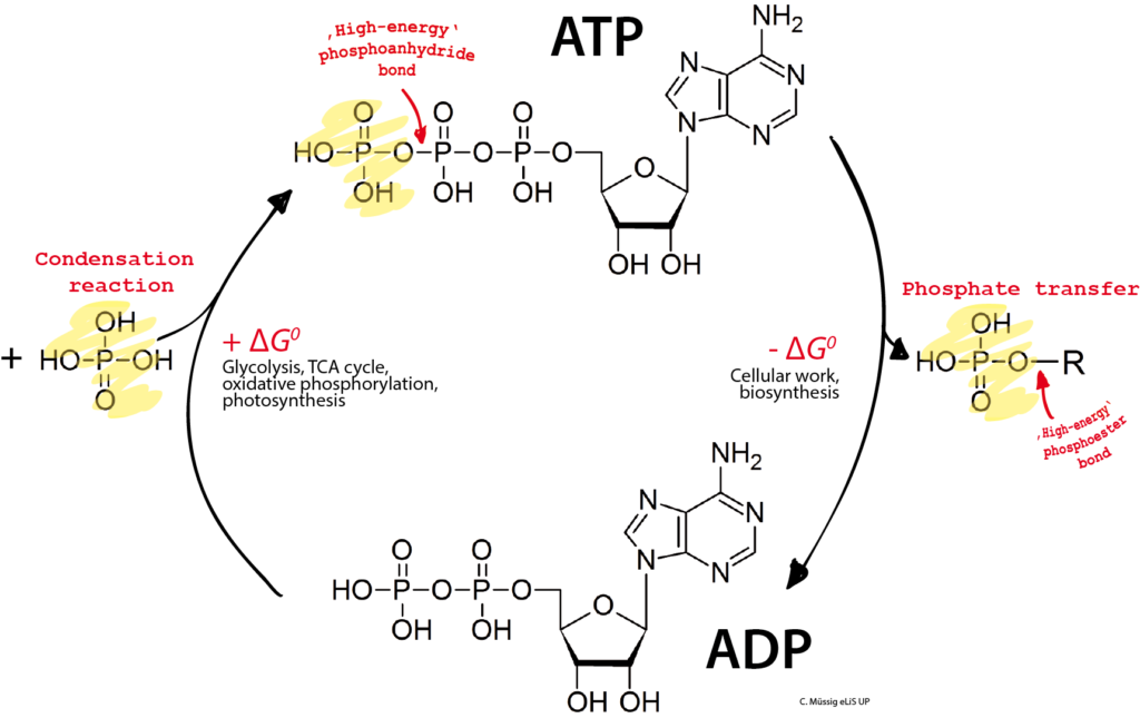 Chapter 9. Cellular Respiration and Fermentation | Biology for Majors ...